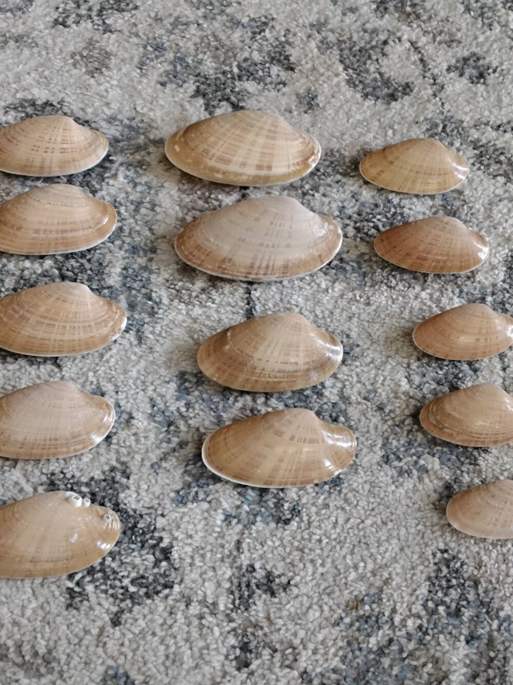 Set of 14 " Sunray Venus" Seashells. Beach Coastal Decor & for Crafting